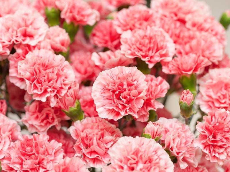 Carnation