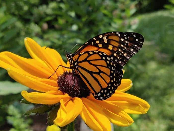 Black-eyed Susan ( Rudbeckia )