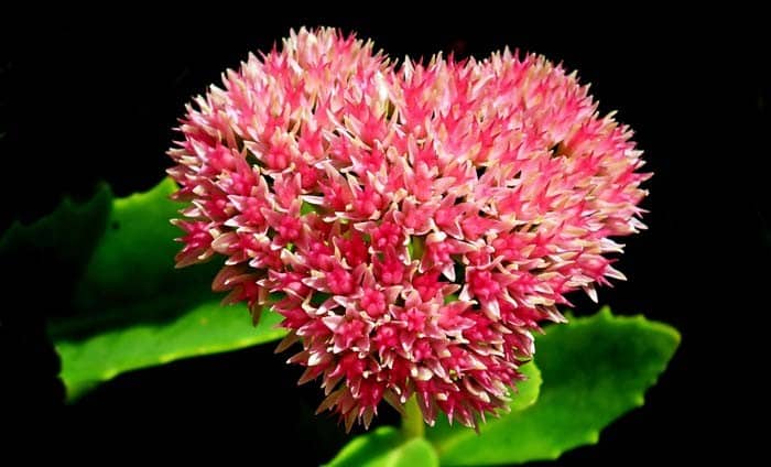 Stonecrops (Sedum)