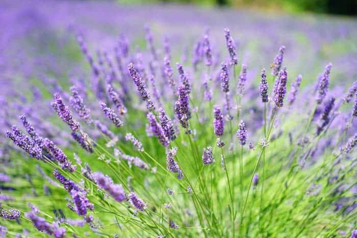 Lavender (Lavandula)