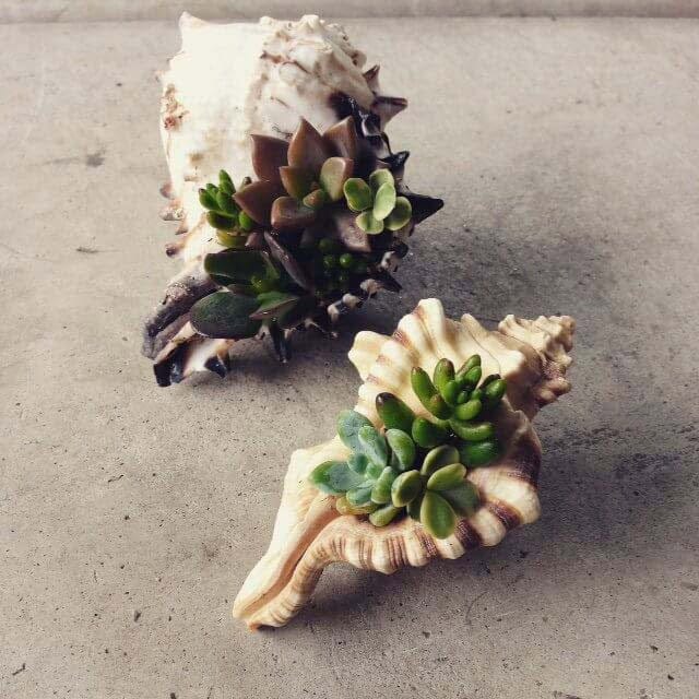 Cute Succulent Seashell Planters