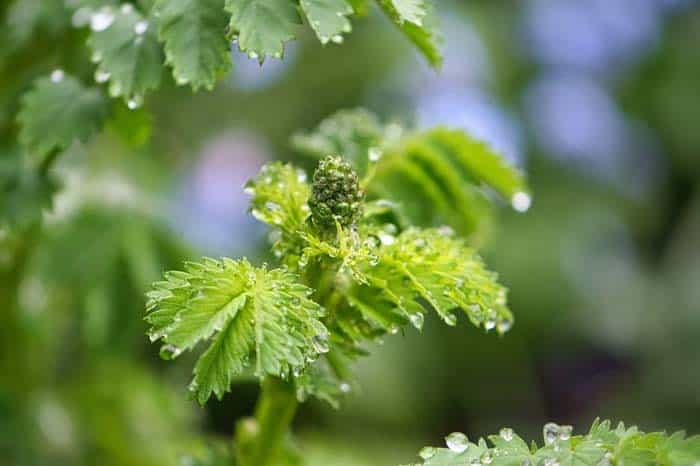 Salad Burnet