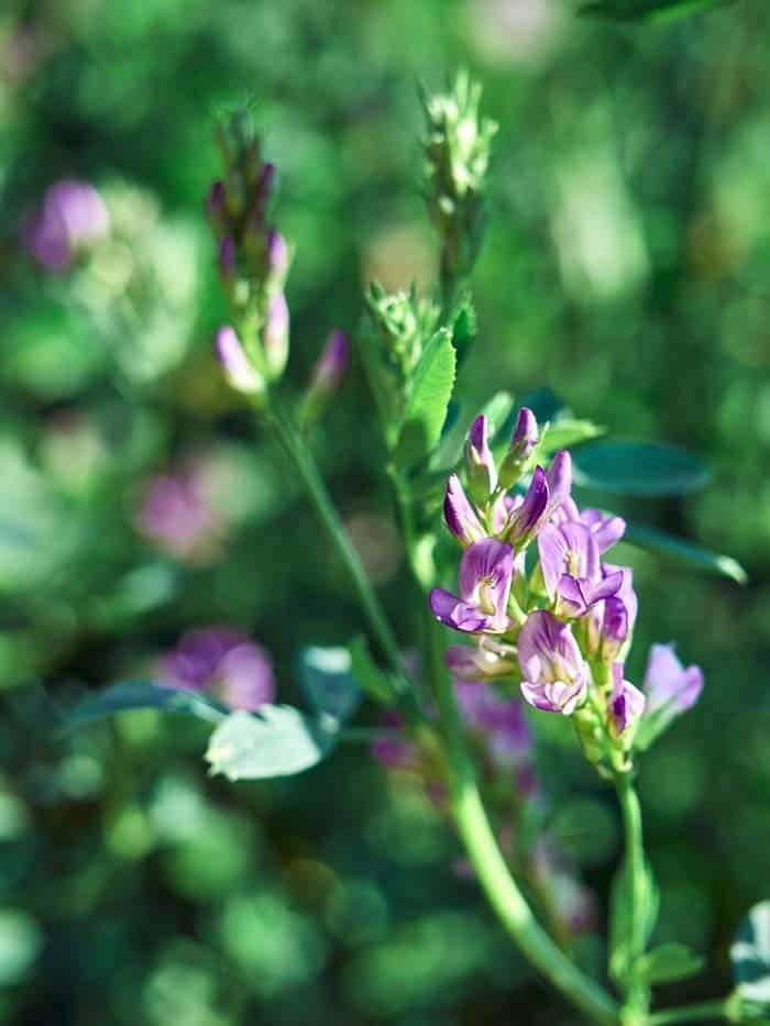 Alfalfa