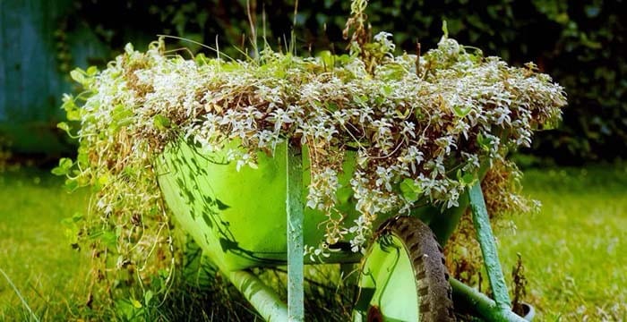 Get Waterfall of Blooms With Ground Cover