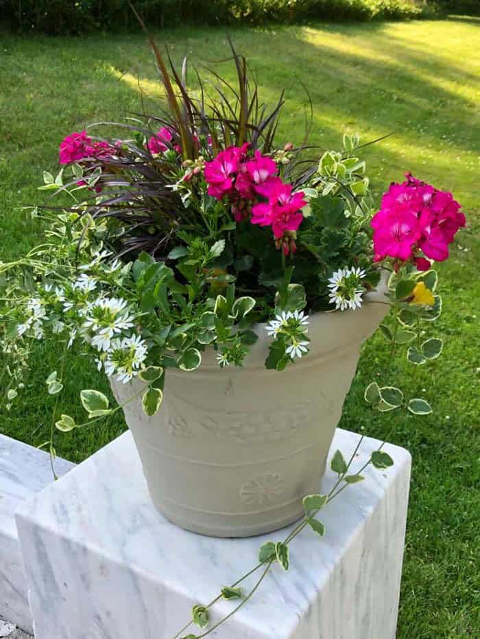 Bright Spring Blooms In Flowerpot