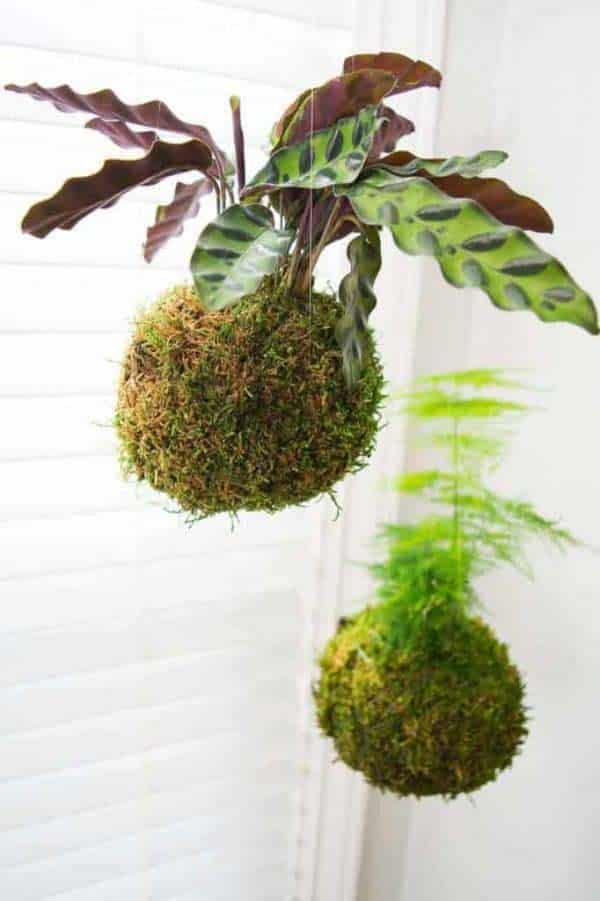 Go Green With Decorative Moss Balls