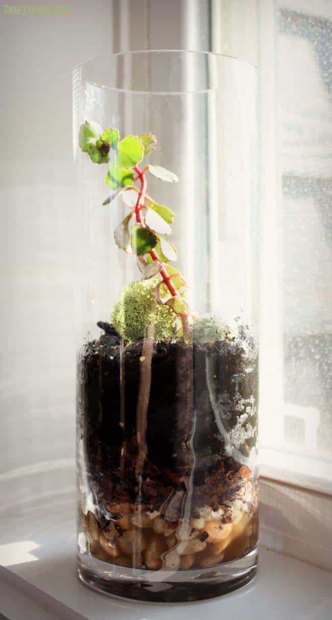 Create a Stylish Glass Terrarium for Your Sunlit Windowsill