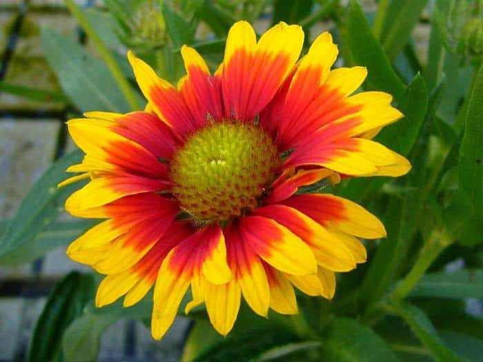 Indian Blanket Flowers (Gaillardia)