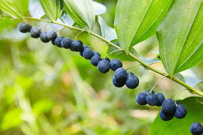 Solomon’s Seal (Polygonatum spp.)