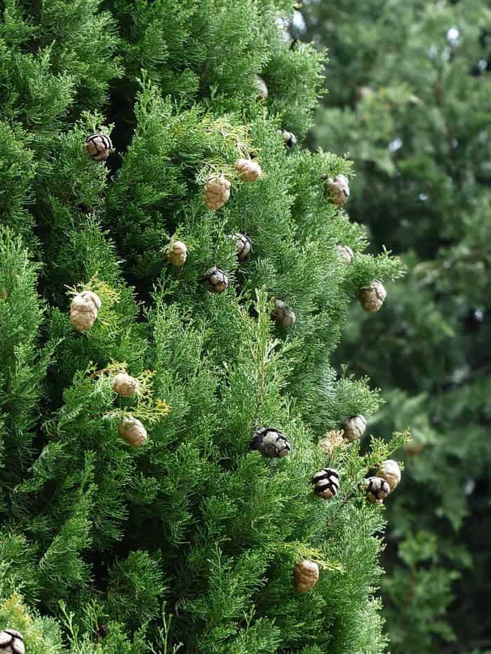 Rows Of Evergreen Cypress