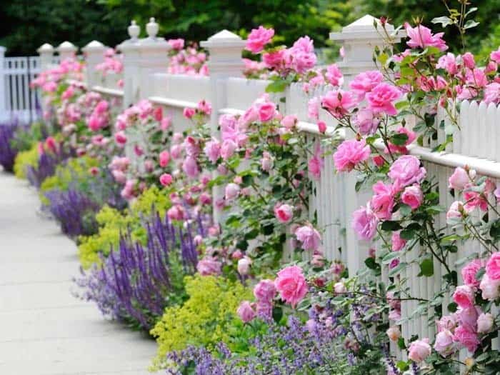 Picket Fence and Roses Have Classic Charm