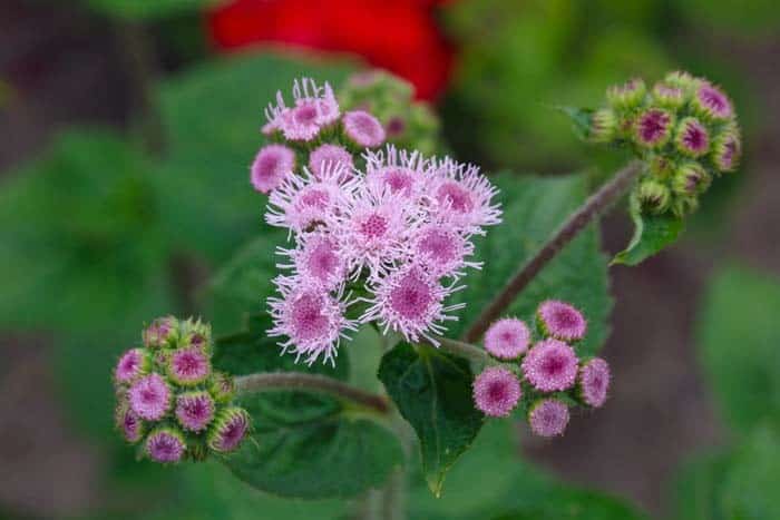 Floss Flower