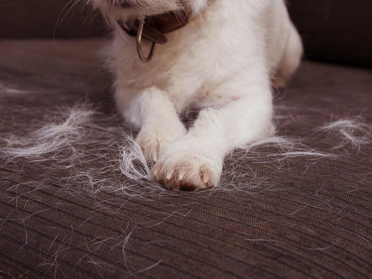 Discard Pet Hair