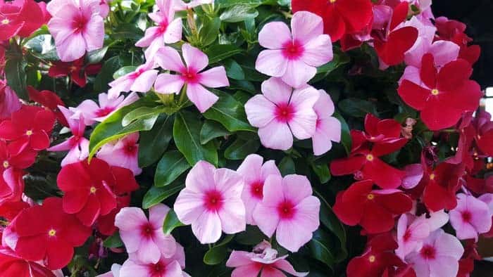 Madagascar Periwinkle ( Catharanthus Roseus )