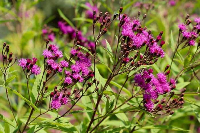 Ironweed (Vernonia)