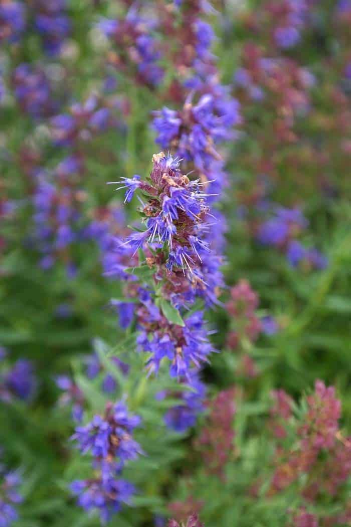 Anise Hyssop (Agastache foeniculum)