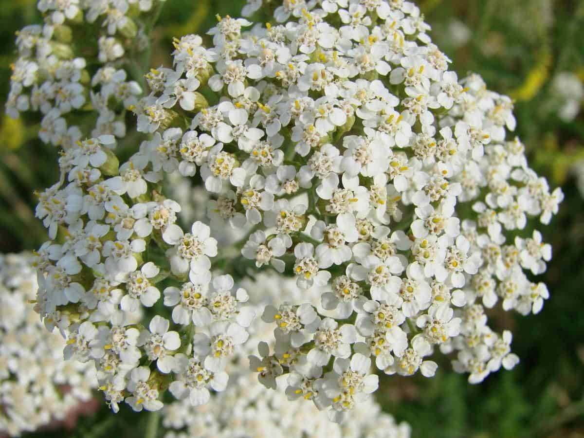 Yarrow (Achillea millefolium)