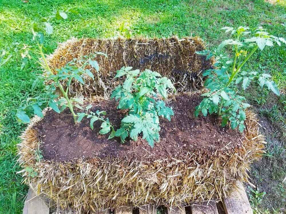 Straw Bale Gardening