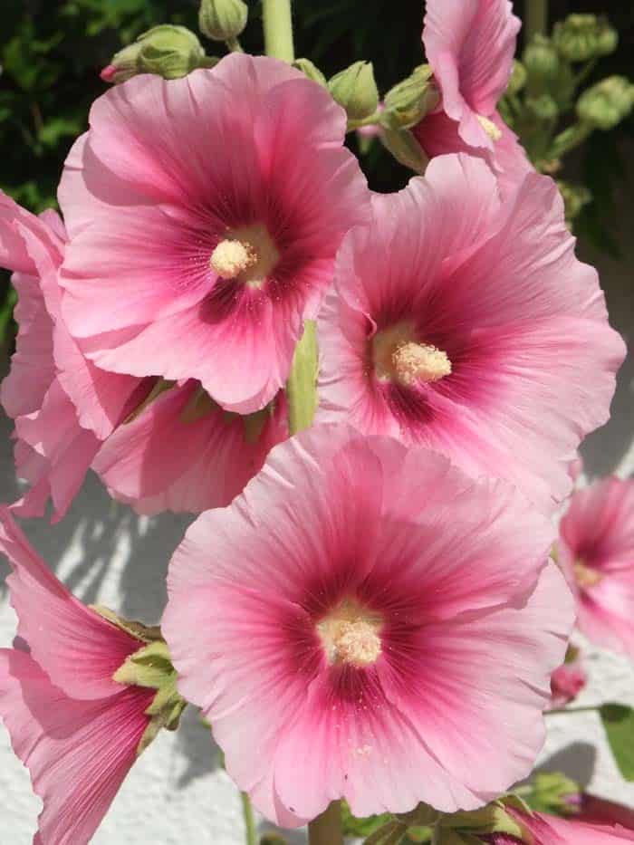 Hollyhocks (Alcea rosea)