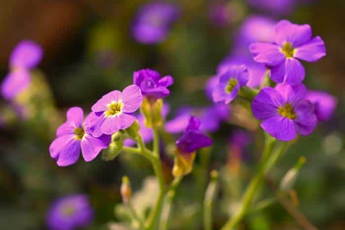 Garden Phlox