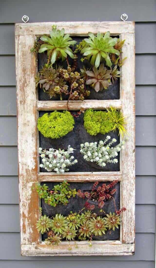 Broken Window Succulent Garden