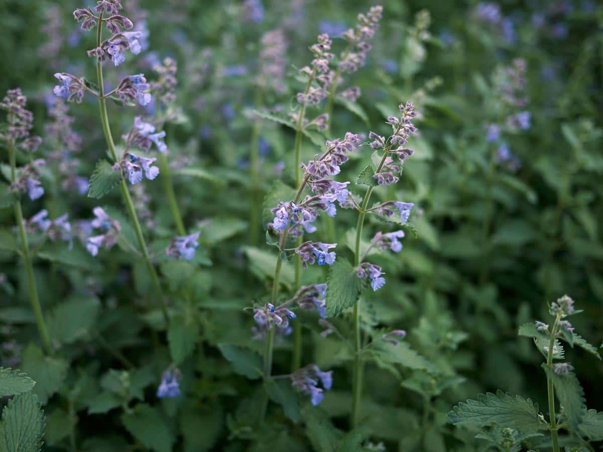 Catnip (Nepeta cataria)