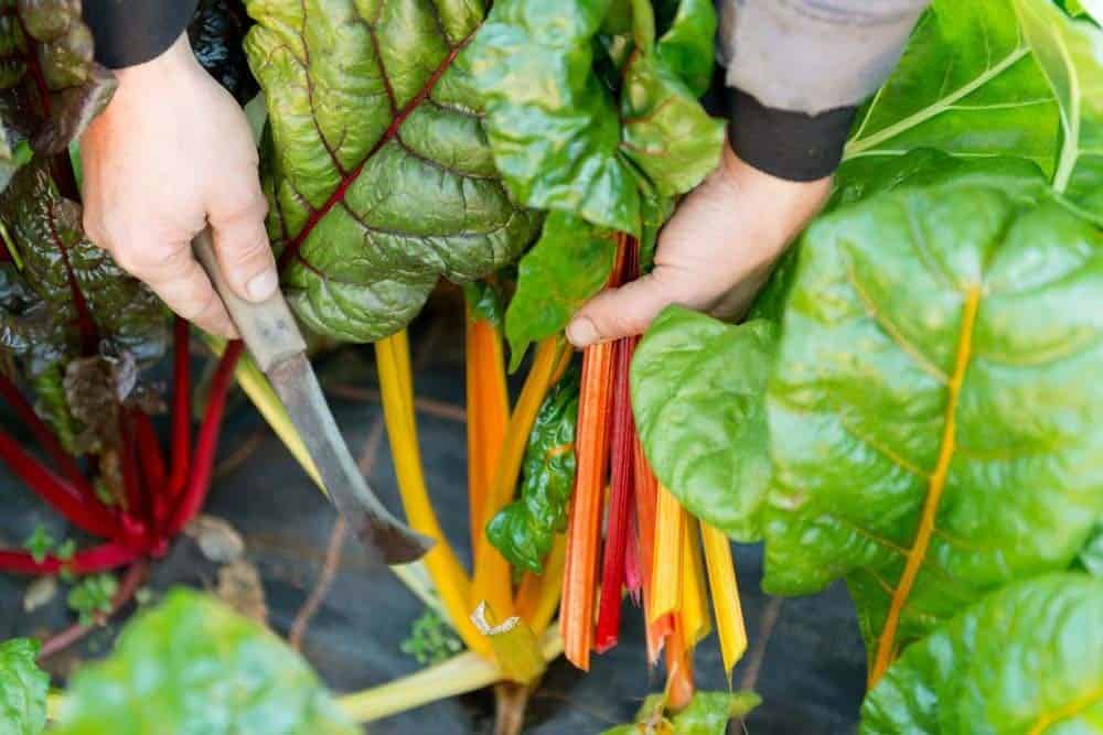 Swiss Chard