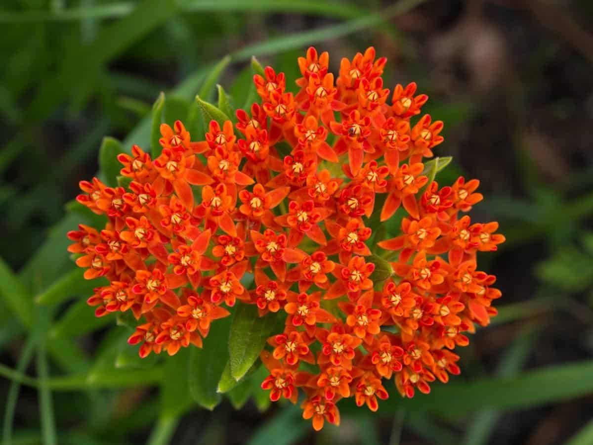 Butterfly Weed