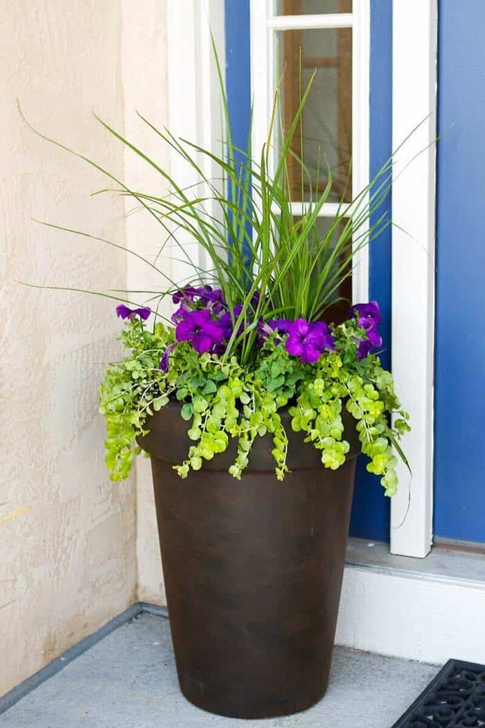 Create a Striking Look with a Contrasting Planter