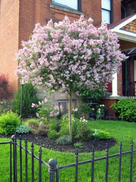 Lilac Kiss Tree