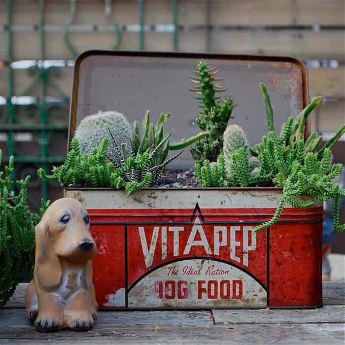 Vintage Dog Food Tin Cactus Garden