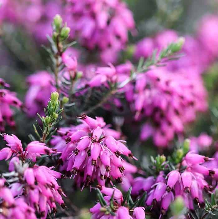 Winter Heath (Erica carnea)