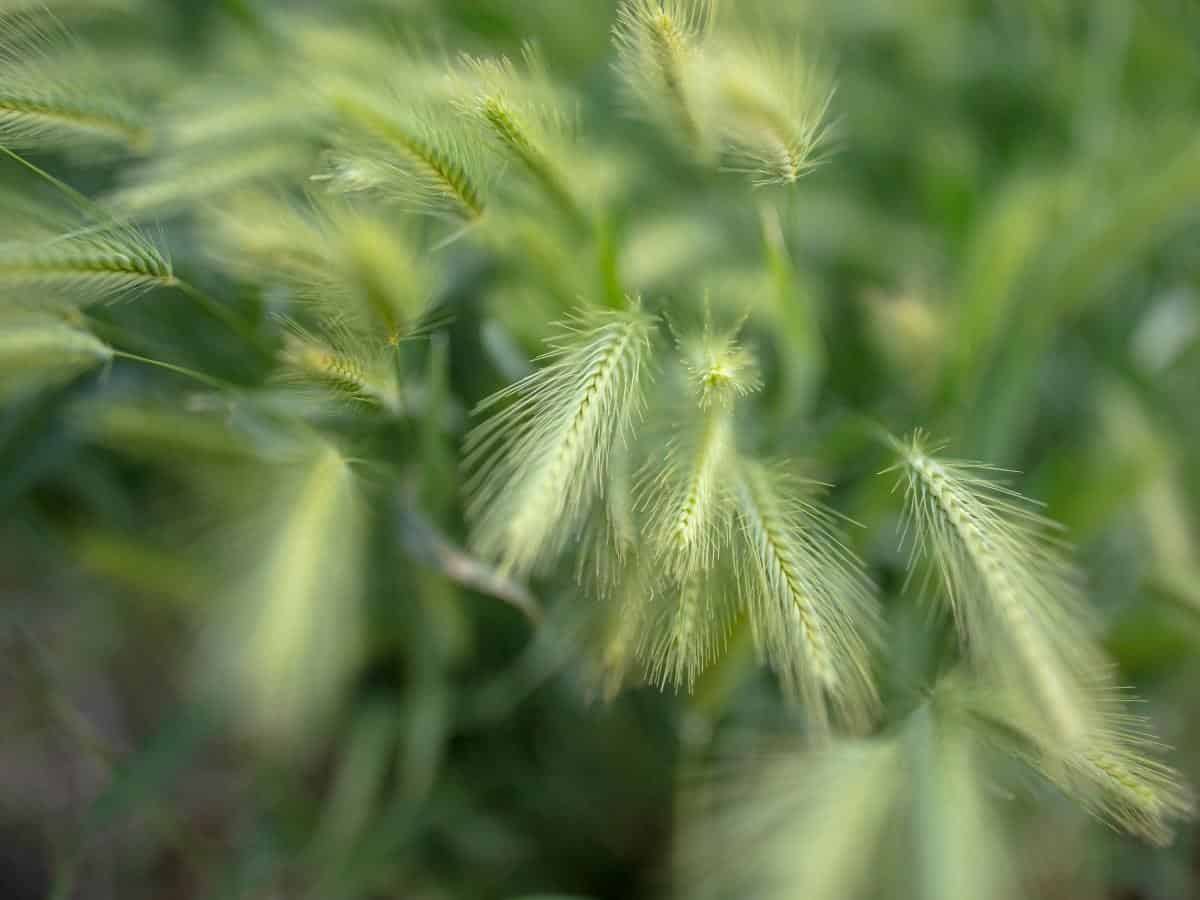 Canadian Wild Rye