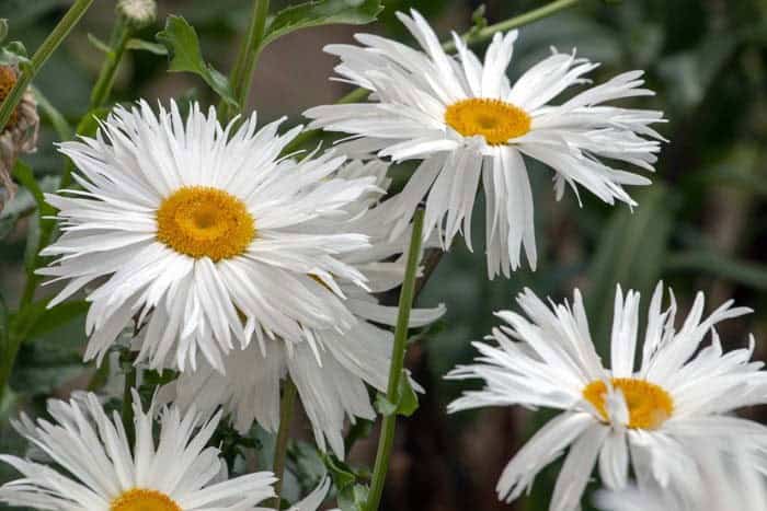 Shasta Daisies