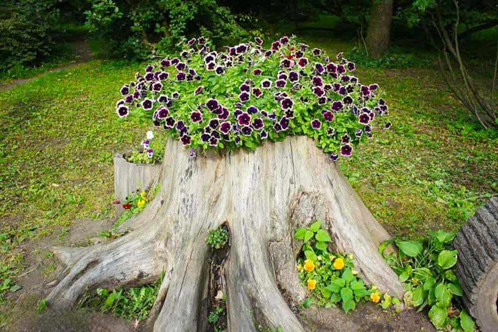 Stump Floral Overgrowth