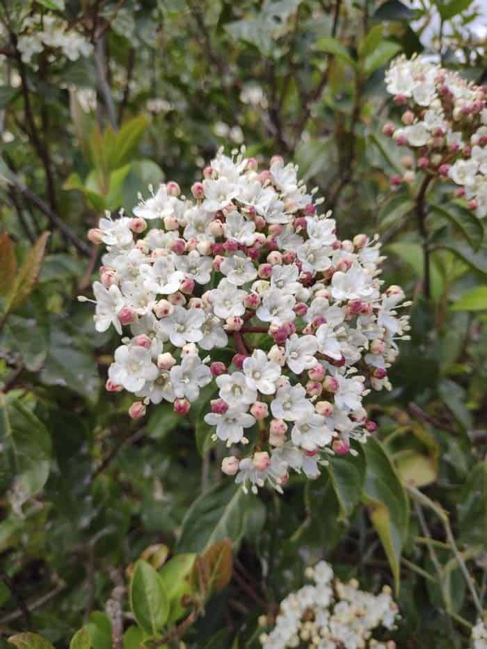 Korean Spice Viburnum (Viburnum carlesii)