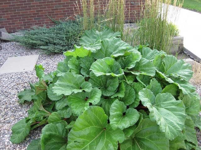 Magnificent Rhubarb