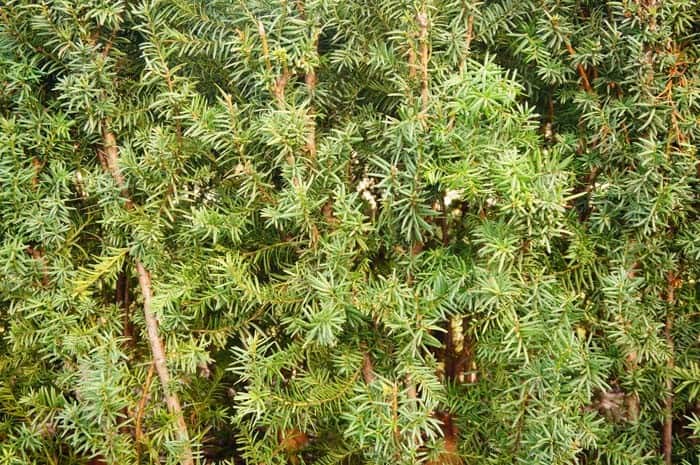 Column Or Hedge Of Hicks Yew