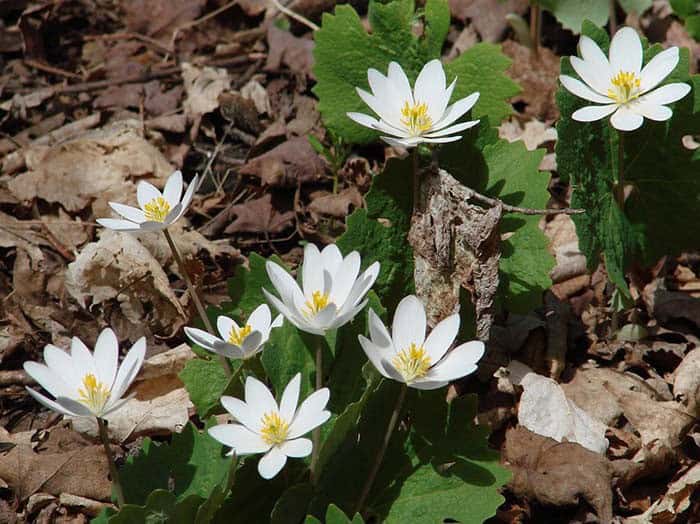 Bloodroot (Sanguinaria canadensis)