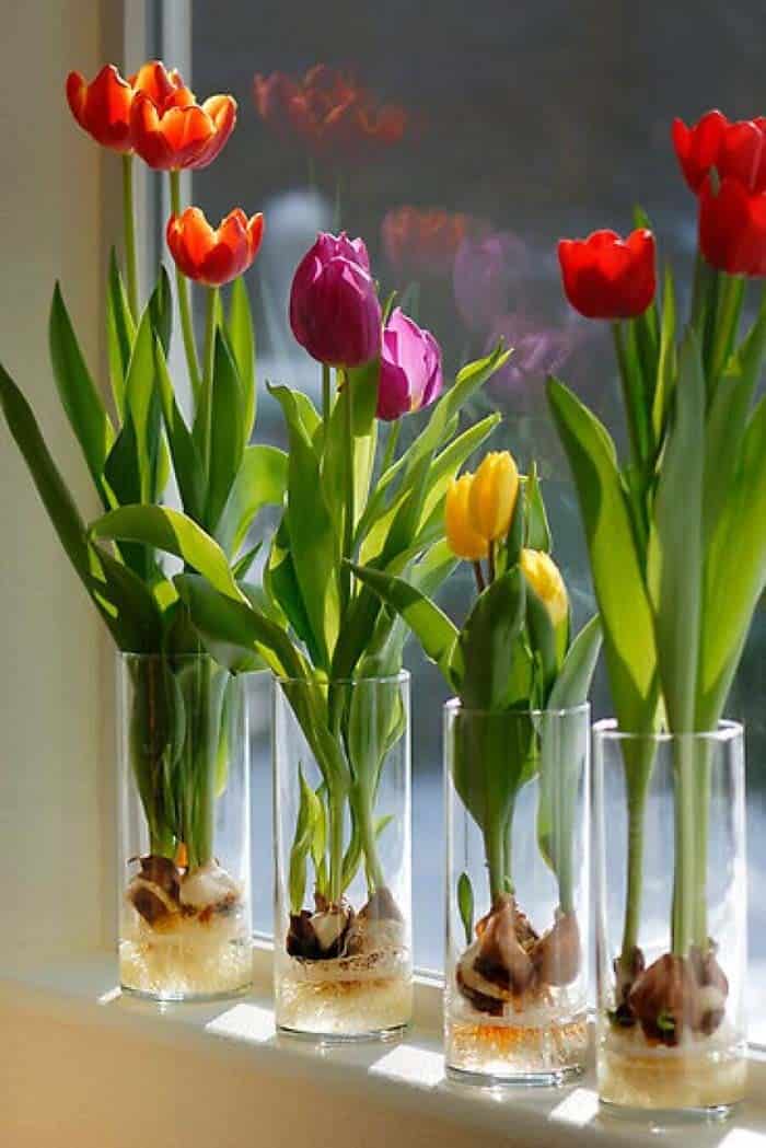 Tall Glasses Bring Transparency to Tulip Bulbs