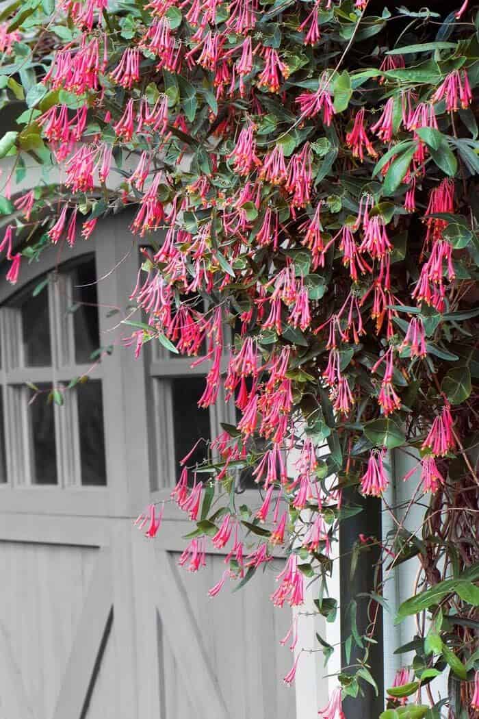 Create a Statement Look with Climbing Plants