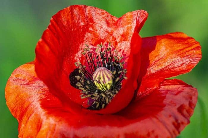 Oriental Poppy (Papaver orientale)