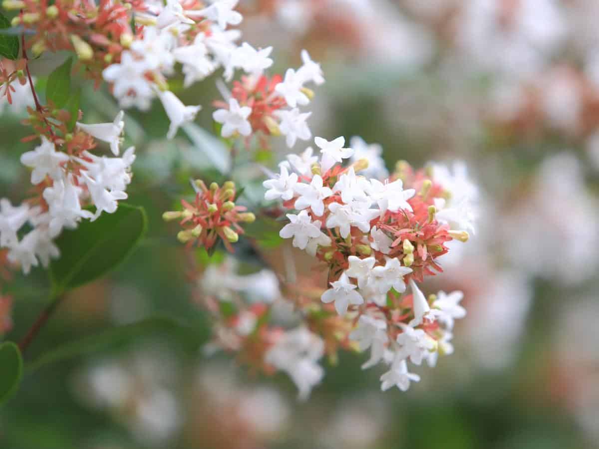 Abelia