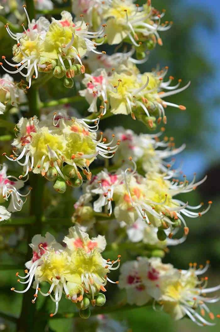 Japanese Horse Chestnut