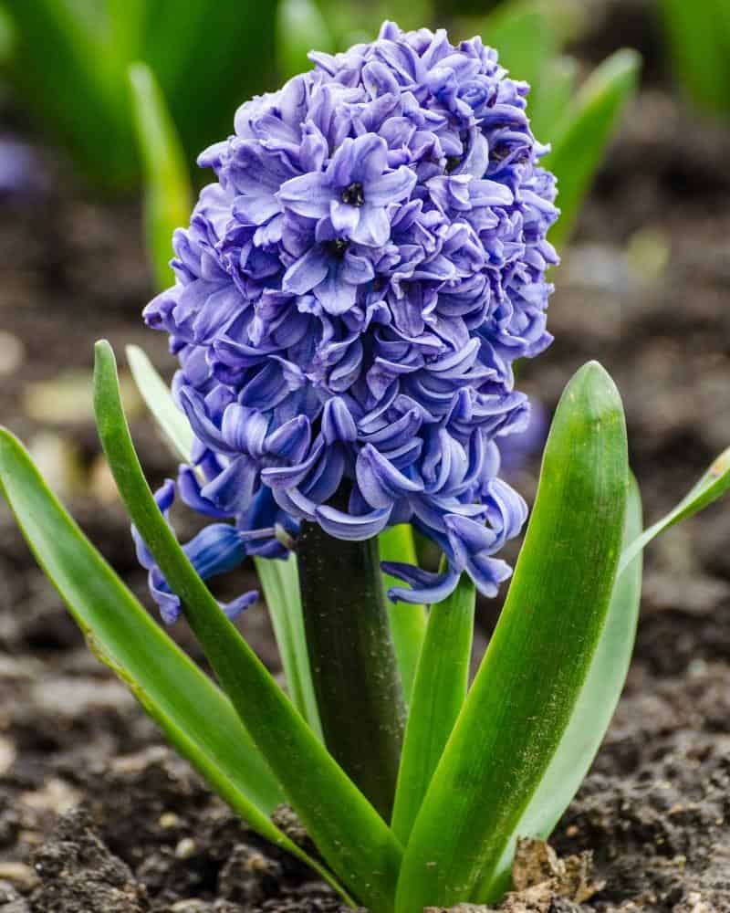 Hyacinth