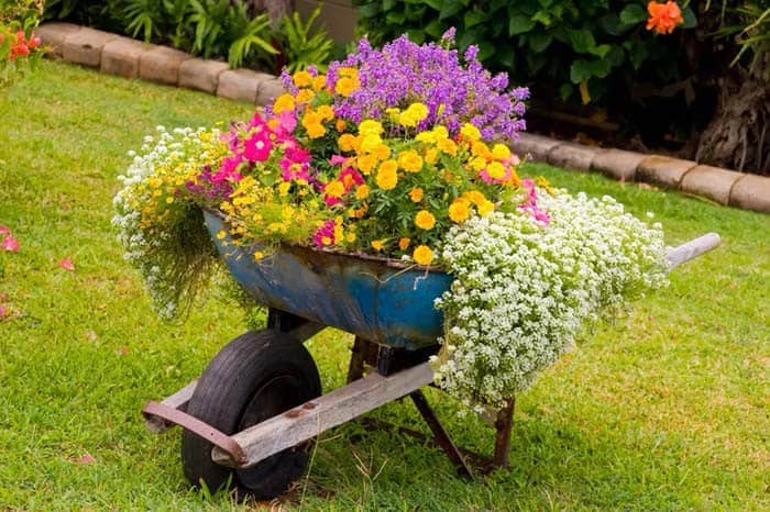 Wheelbarrow Overflows With Beautiful Blooms