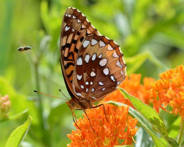 Butterfly Weed (Asclepias Tuberosa)