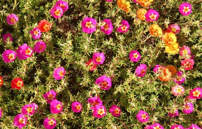 Purslane ( Portulaca Oleracea )