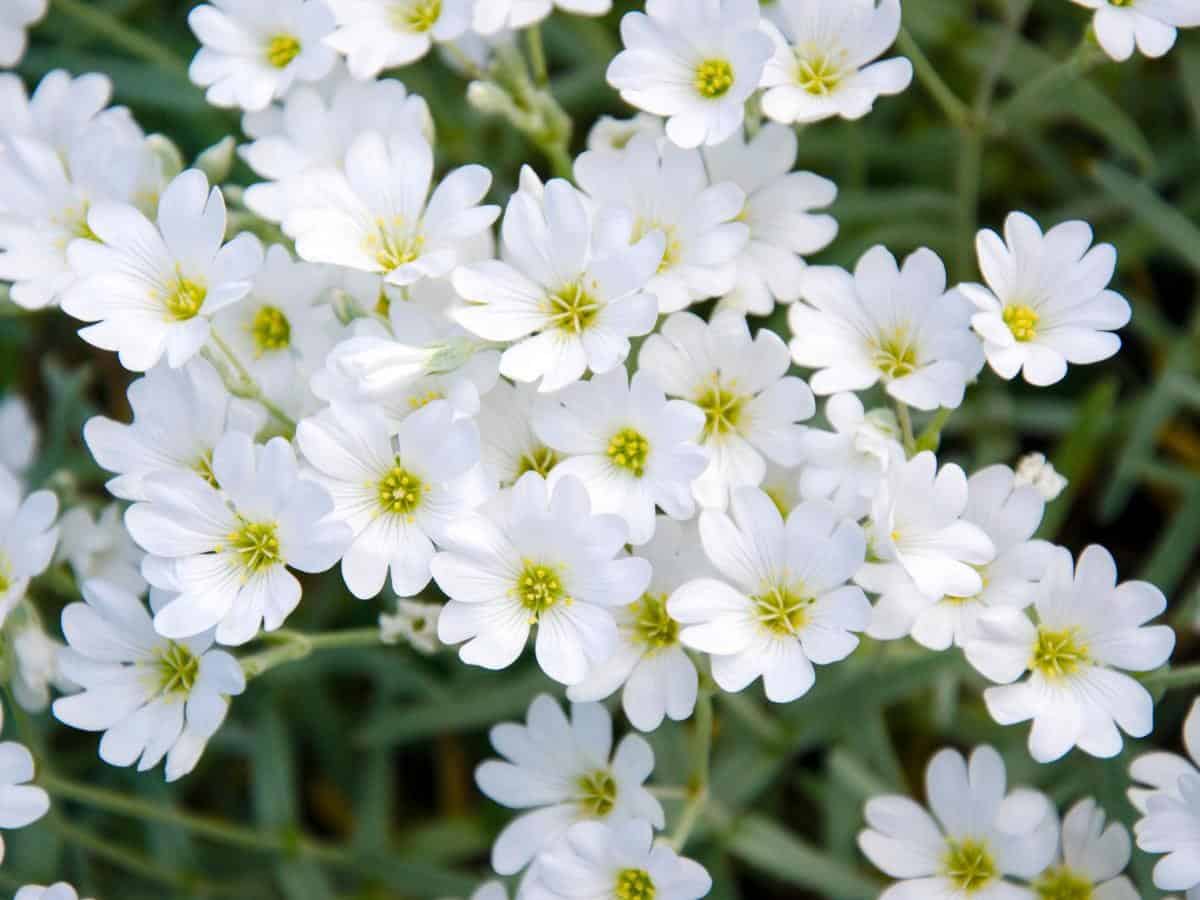 Snow-in-Summer (Cerastium tomentosum)