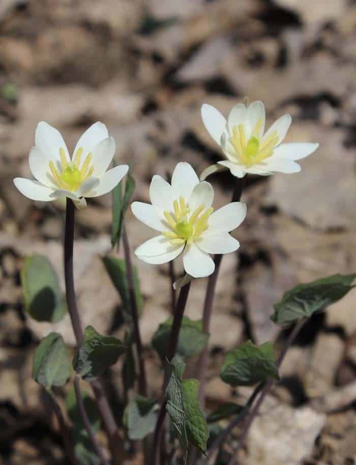 Twinleaf (Jeffersonia diphylla)